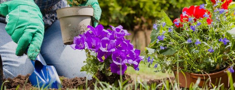 Die Aufgabe: grünen und blühen lassen